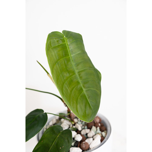 Philodendron sharoniae
