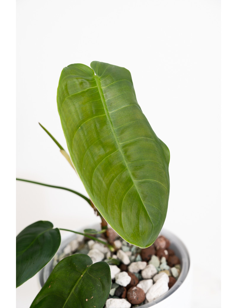 Philodendron sharoniae