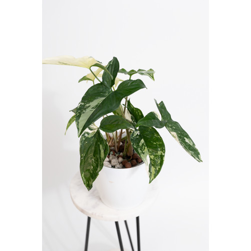 Syngonium emerald gem
