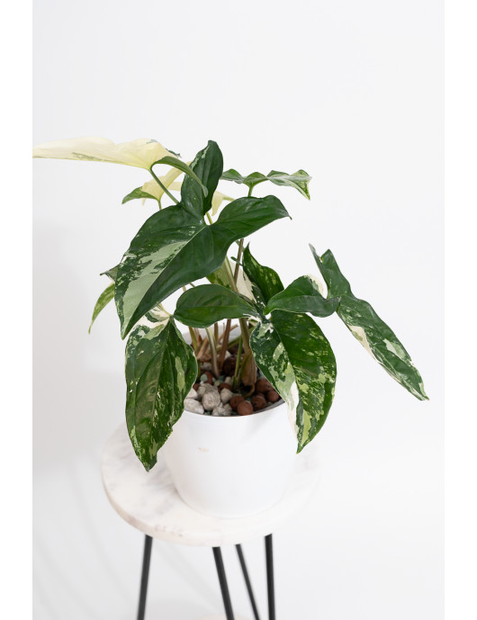 Syngonium emerald gem