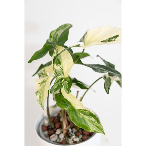 Syngonium emerald gem