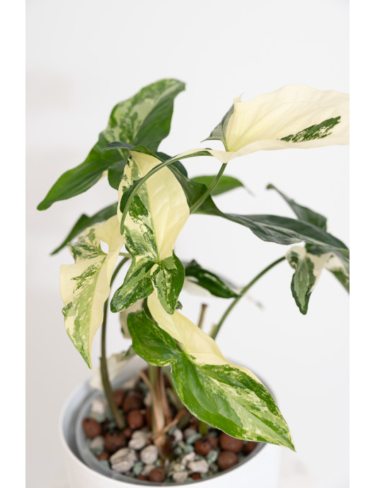 Syngonium emerald gem