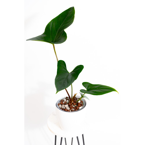 Anthurium nigrolaminum "Gigi'