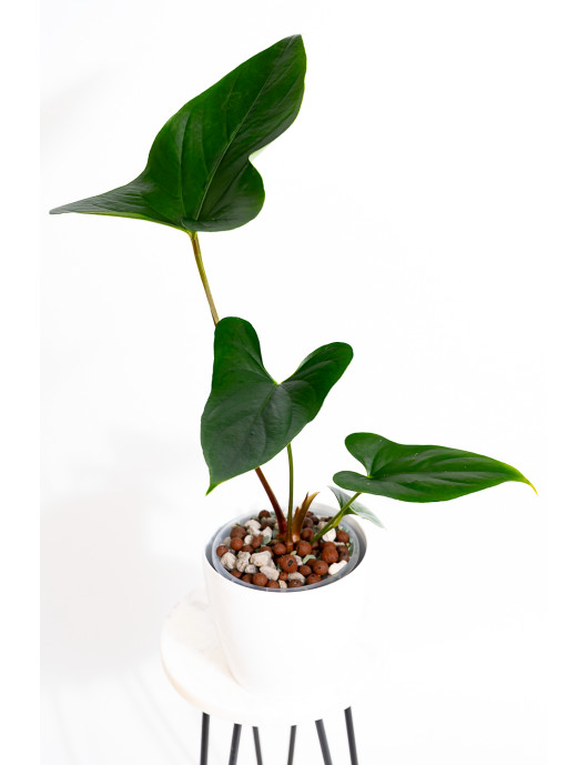 Anthurium nigrolaminum "Gigi'