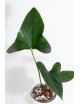 Anthurium nigrolaminum "Gigi'
