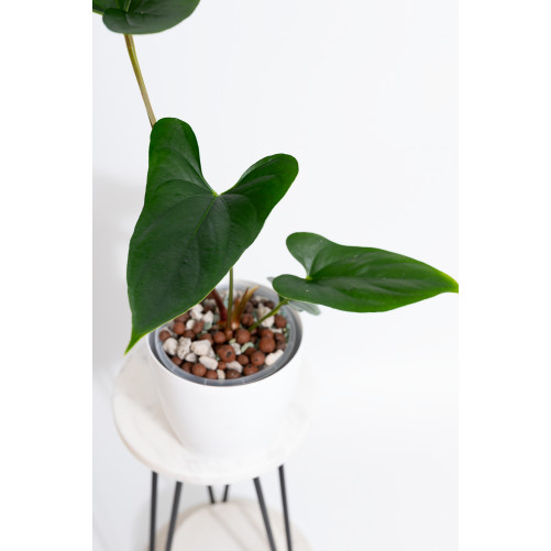 Anthurium nigrolaminum "Gigi'