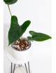 Anthurium nigrolaminum "Gigi'