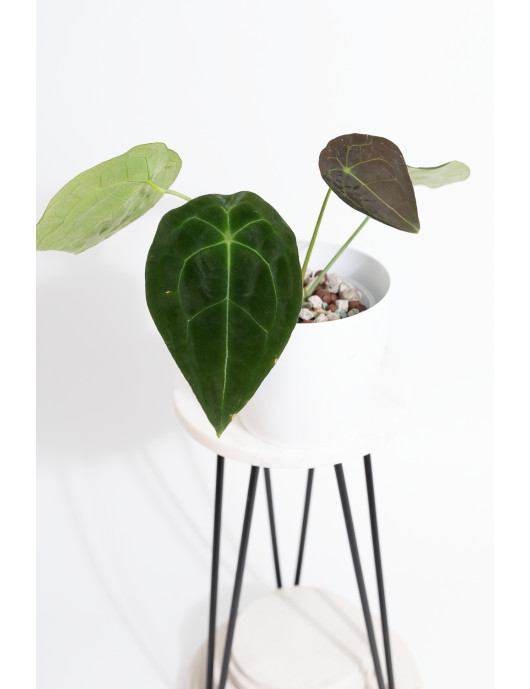 Anthurium forgetii DF