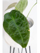 Anthurium forgetii DF