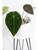 Anthurium forgetii DF