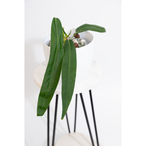 Anthurium pallidiflorum -