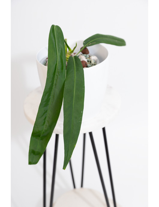 Anthurium pallidiflorum -