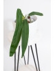 Anthurium pallidiflorum -