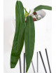 Anthurium pallidiflorum -