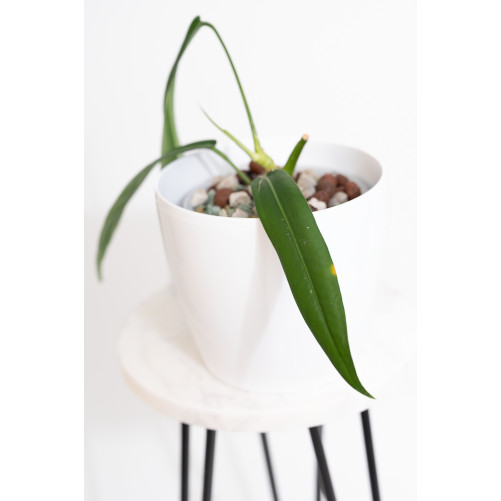 Anthurium pallidiflorum -