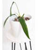 Anthurium pallidiflorum -