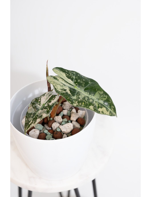 Alokazja polly variegata