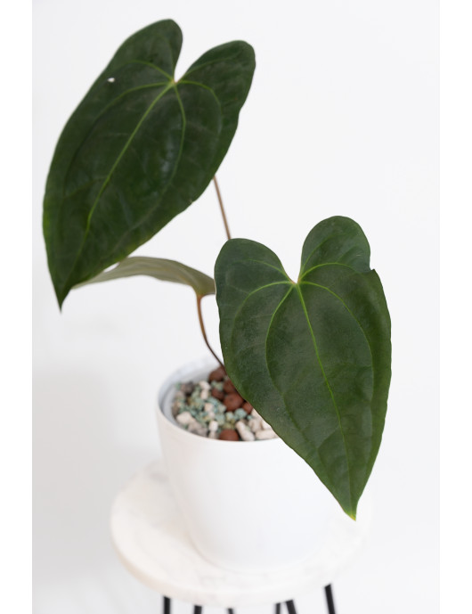 Anthurium besseae aff x...