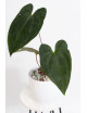Anthurium besseae aff x papillilaminum