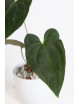 Anthurium besseae aff x papillilaminum