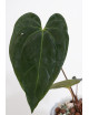 Anthurium besseae aff x papillilaminum