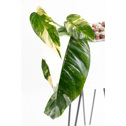 Epipremnum pinnatum variegata