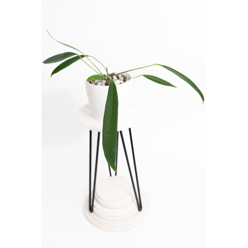 Anthurium pallidiflorum...