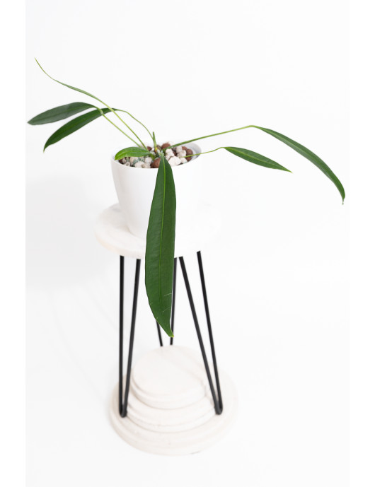 Anthurium pallidiflorum...