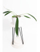 Anthurium pallidiflorum Guazhalan