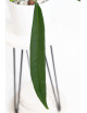 Anthurium pallidiflorum Guazhalan