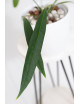 Anthurium pallidiflorum Guazhalan