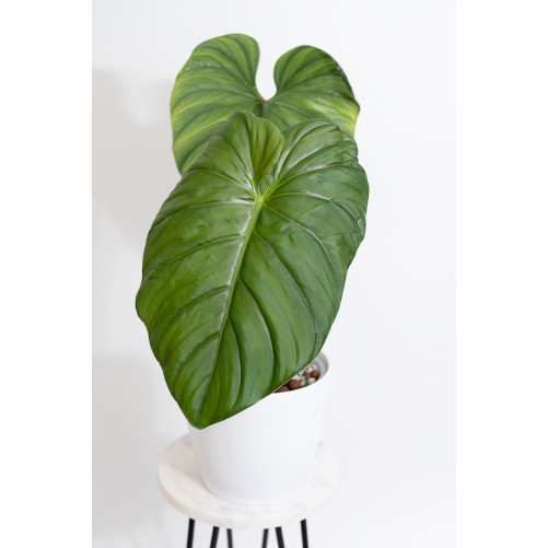 Philodendron sp. Colombia
