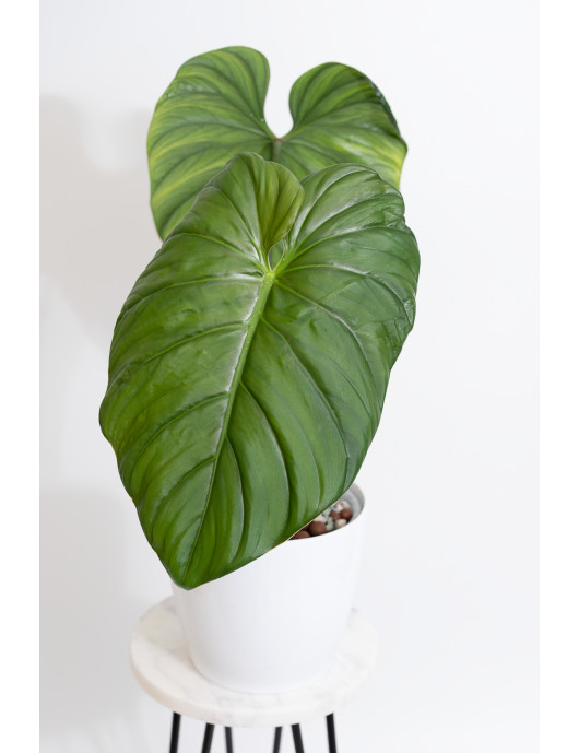 Philodendron sp. Colombia