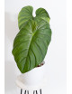Philodendron sp. Colombia