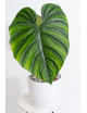 Philodendron sp. Colombia