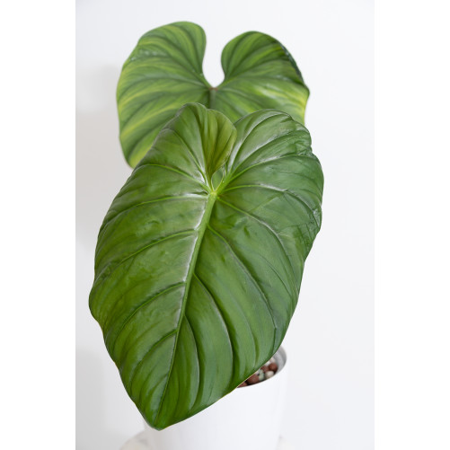 Philodendron sp. Colombia