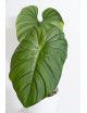 Philodendron sp. Colombia