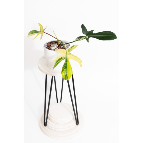 Philodendron florida beauty
