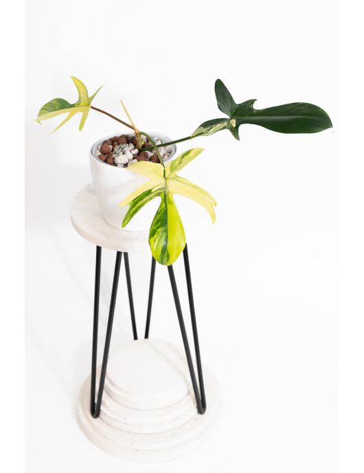 Philodendron florida beauty
