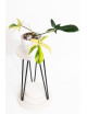 Philodendron florida beauty