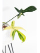 Philodendron florida beauty