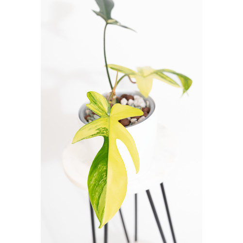 Philodendron florida beauty