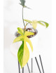 Philodendron florida beauty