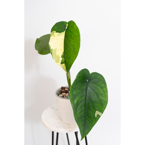 Syngonium chiapense variegata