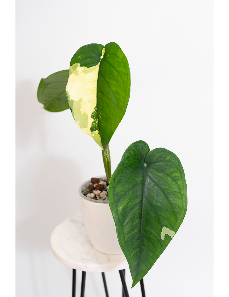 Syngonium chiapense variegata