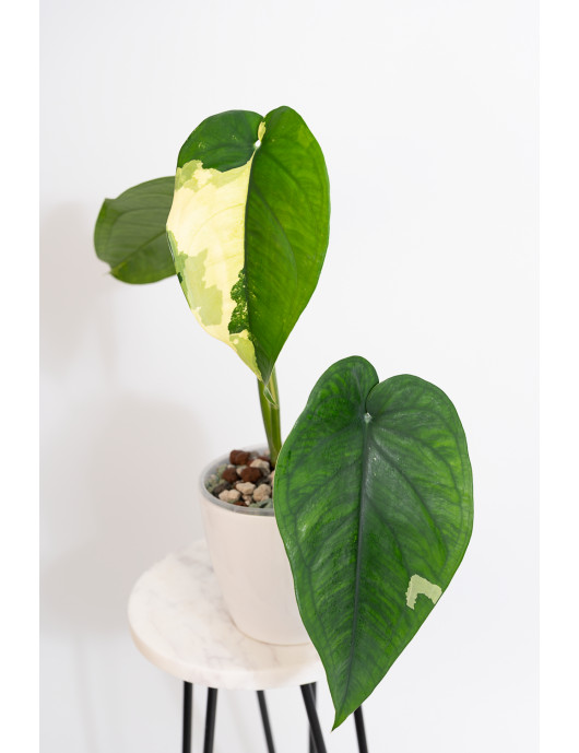 Syngonium chiapense variegata
