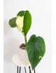 Syngonium chiapense variegata