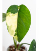 Syngonium chiapense variegata