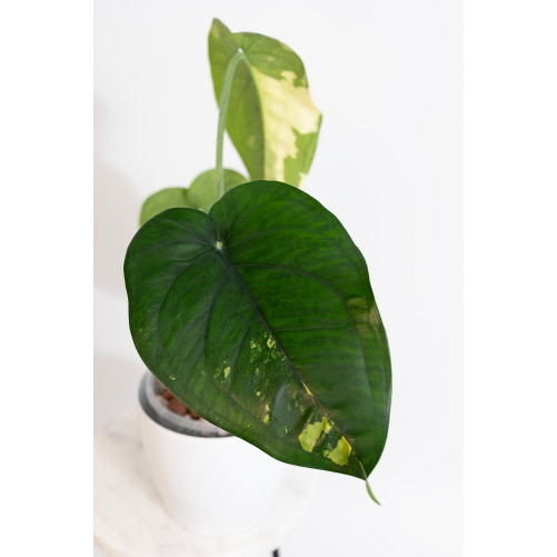 Syngonium chiapense variegata