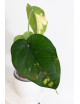 Syngonium chiapense variegata